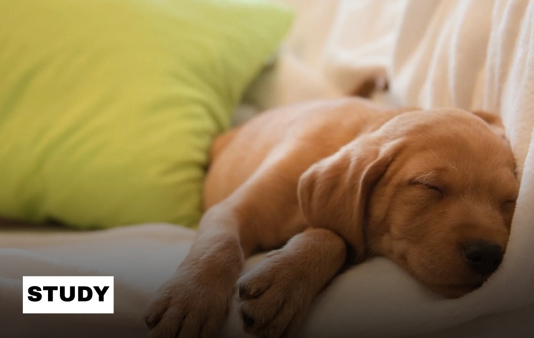 “반려견과 함께 자면 수명 4~6년 늘어난다”… 정서적 교감이 부른 놀라운 기적
