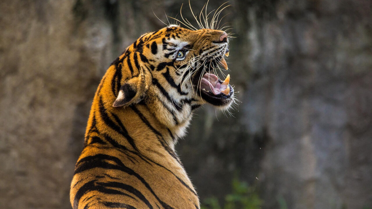 [오늘의 고사성어] 포호빙하 (暴虎憑河)
